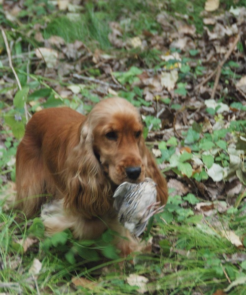 Eden de kerdero - TAN - et classé "MEILLEUR TAN" de la journée