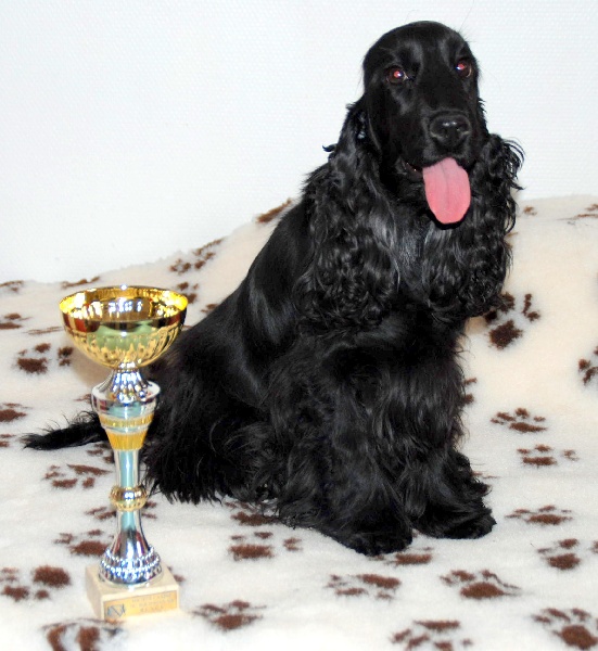 Gueule d'amour de kerdero - 1ère EXCELLENT Classe Intermédiare + RCACS