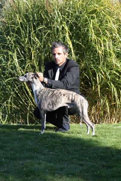 CH. Best angel de l'orlyne de Standerling - 1°EXC CAC - CACIB