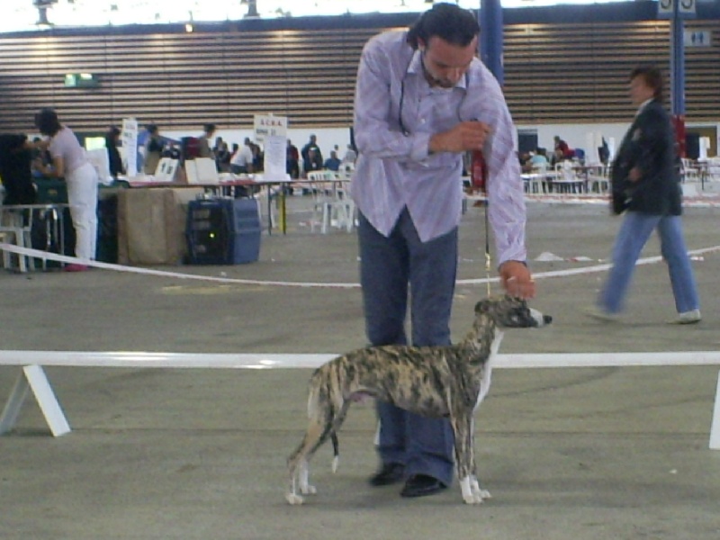 CH. Best angel de l'orlyne de Standerling - 1°EXC Meilleur jeune-