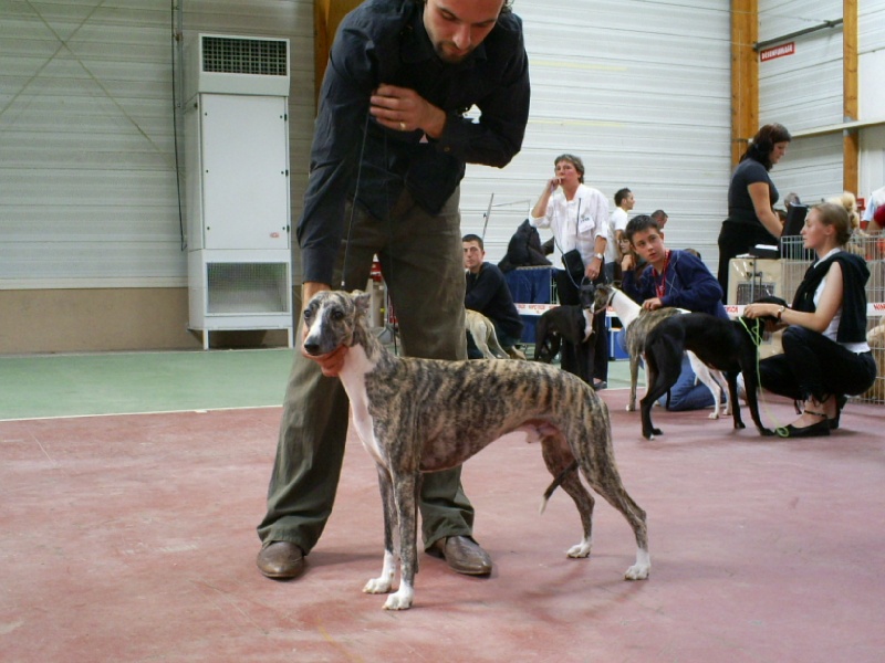 CH. Best angel de l'orlyne de Standerling - 1°EXC