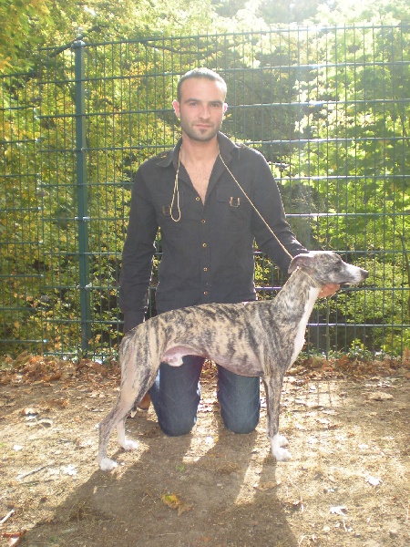 CH. Best angel de l'orlyne de Standerling - 1°exc R.CACS-R.CACIB