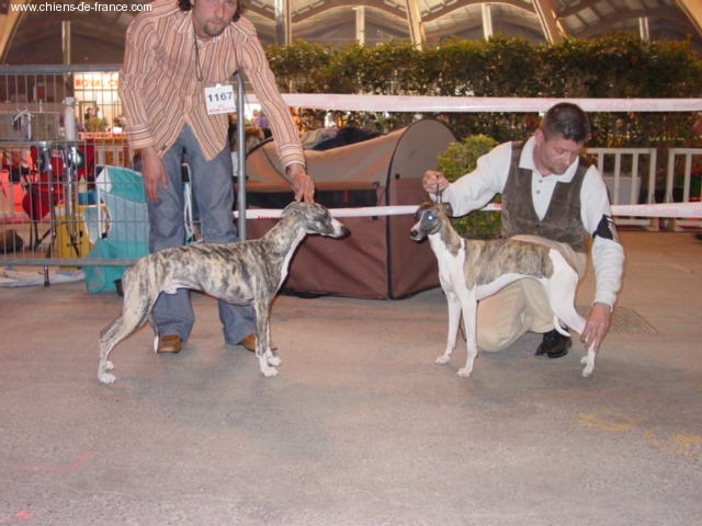 CH. Best angel de l'orlyne de Standerling - TRES PROMETTEUR (meilleur puppy male)