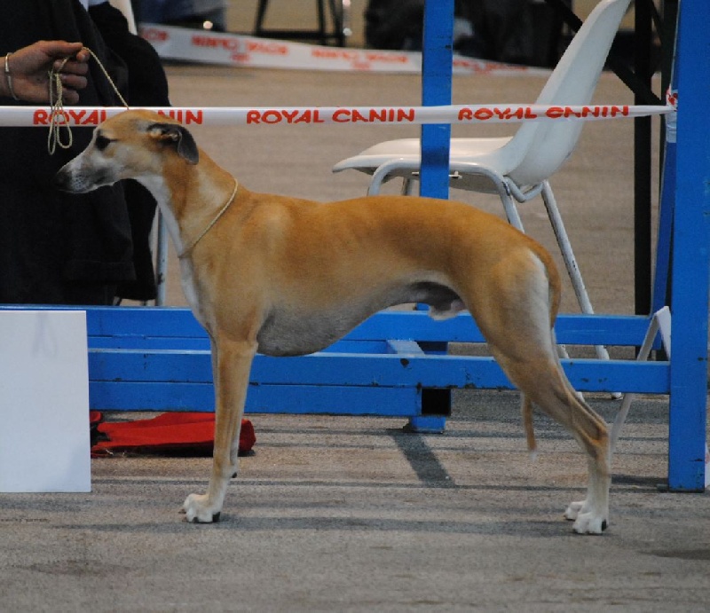 CH. Fantom of paradise de l'orlyne de Standerling - 2° EXC R.CACS