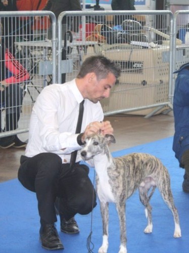 CH. Best angel de l'orlyne de Standerling - 1er EXC CAC CACIB