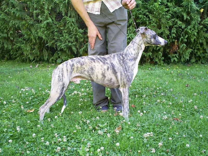 CH. Best angel de l'orlyne de Standerling - 1°EXC Meilleur jeune-2°Meilleur jeune du 10°Grp