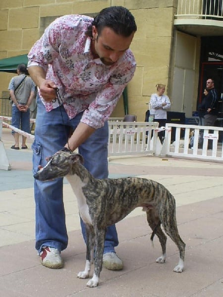 CH. Best angel de l'orlyne de Standerling - Tres prometteur-Meilleur puppy