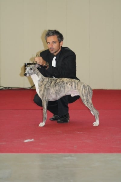 CH. Best angel de l'orlyne de Standerling - 3éme Exc