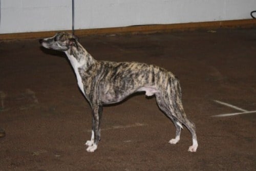 CH. Best angel de l'orlyne de Standerling - 2eme Exc Classe Champion RCACIB