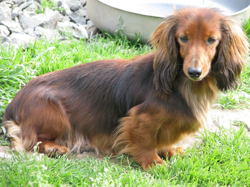 Saga des corsaires de feux