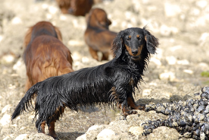 Publication : des corsaires de feux