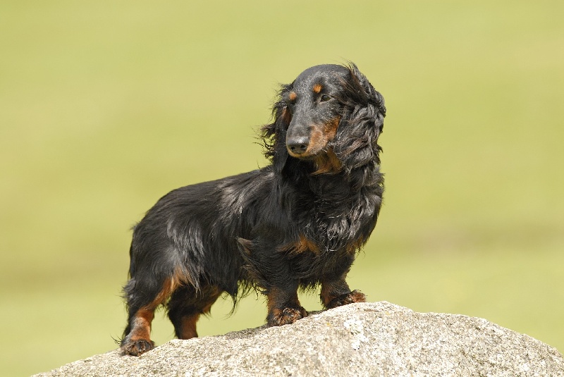 Publication : des corsaires de feux