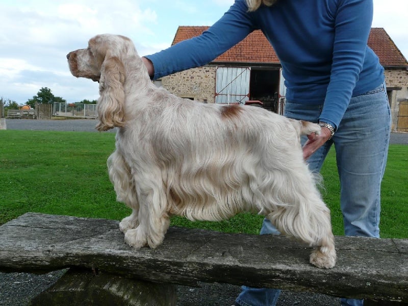 Publication : des sous-bois Becassiers