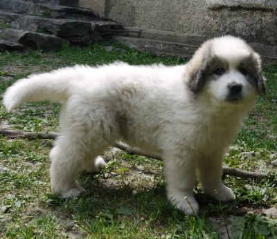 Les chiots de Chien de Montagne des Pyrenees