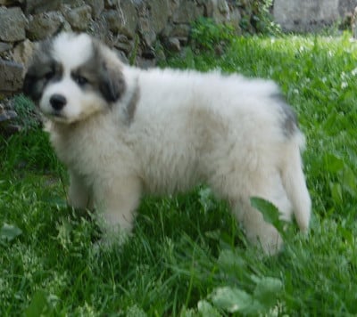 Les chiots de Chien de Montagne des Pyrenees