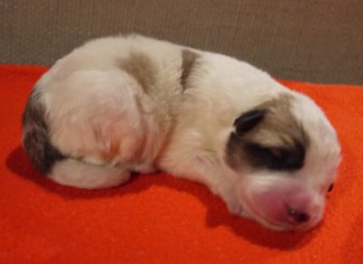 Les chiots de Chien de Montagne des Pyrenees