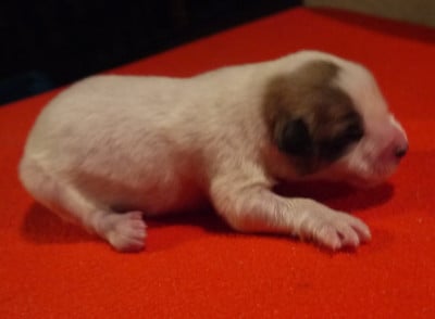 Les chiots de Chien de Montagne des Pyrenees