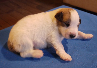 Les chiots de Chien de Montagne des Pyrenees