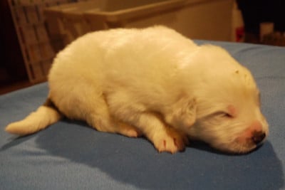 Les chiots de Chien de Montagne des Pyrenees