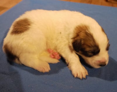 Les chiots de Chien de Montagne des Pyrenees