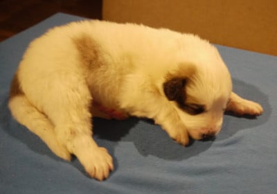 Les chiots de Chien de Montagne des Pyrenees