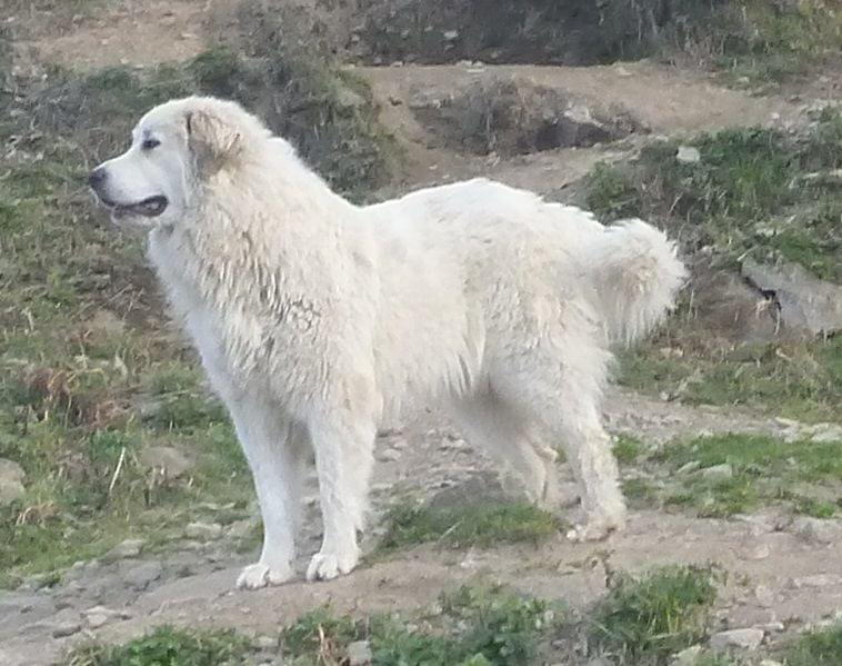 CH. Toune Du pic de viscos - 1ère Excellent clase Intermédiaire