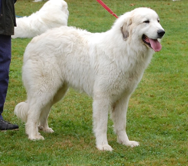 CH. Vigie Du pic de viscos - CACS CACIB 1° Exc