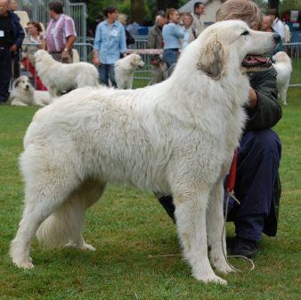 CH. Vigie Du pic de viscos - 3ème EXC/ 9. Classe Champion