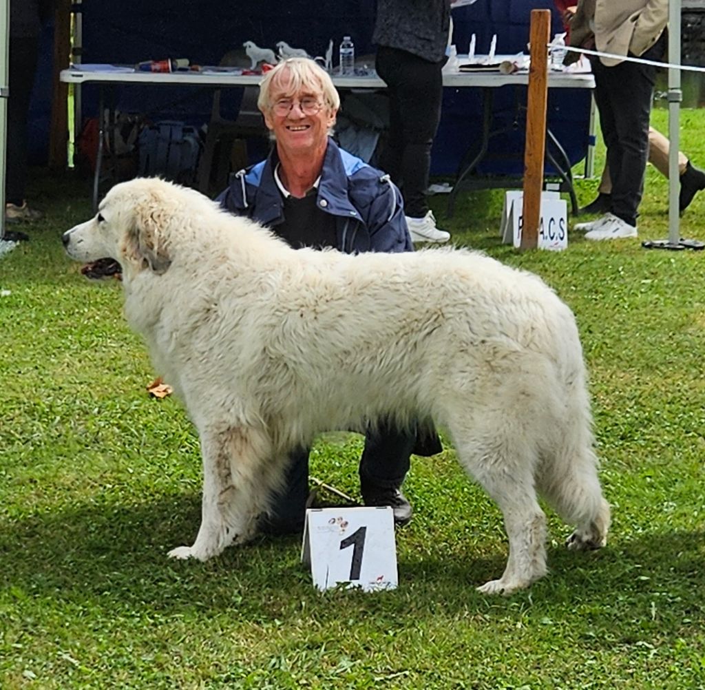 CH. Toune Du pic de viscos - Meilleure femelle CACS 1ère Excellent