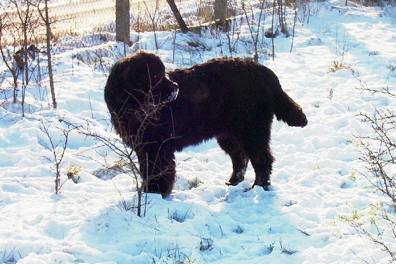 Publication : de la ferme de Terranova Auteur : a servillat