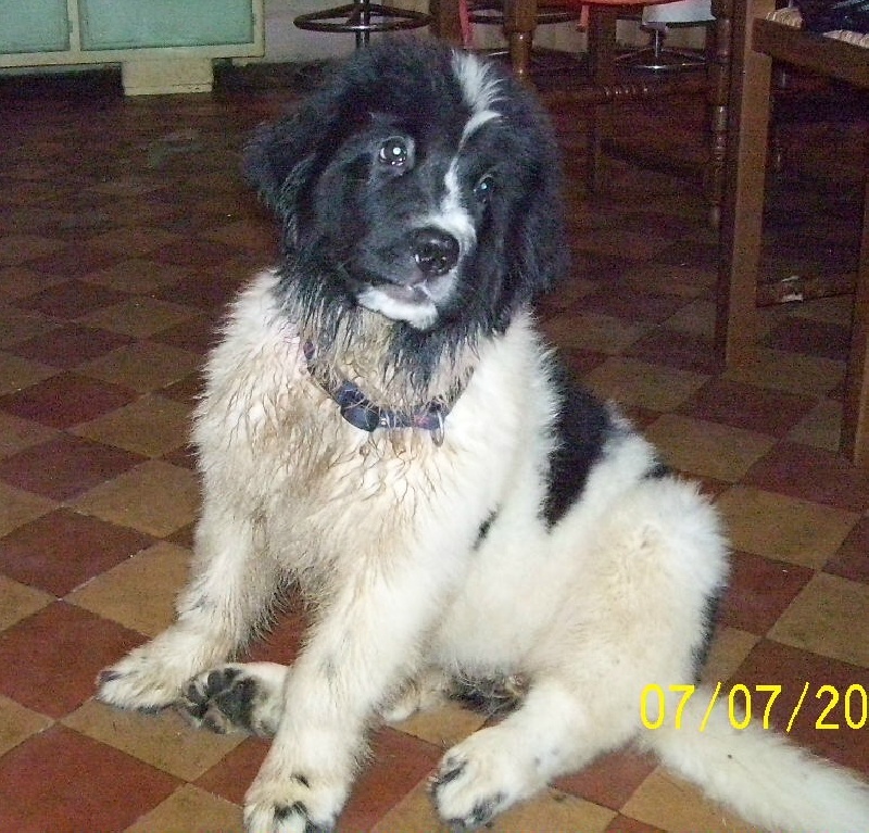 Publication : de la ferme de Terranova Auteur : A . SERVILLAT