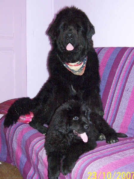 Publication : de la ferme de Terranova Auteur : a.servillat