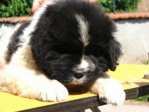 Publication : de la ferme de Terranova Auteur : A . SERVILLAT