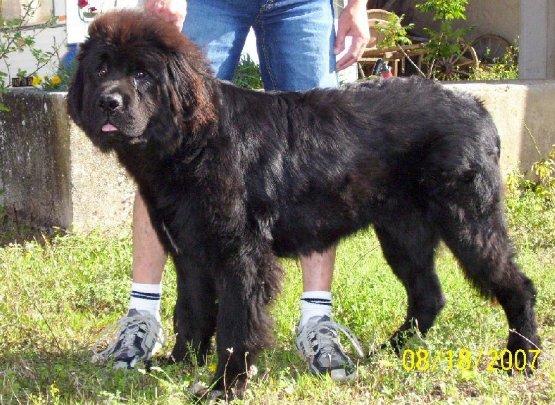 Publication : de la ferme de Terranova Auteur : a.servillat