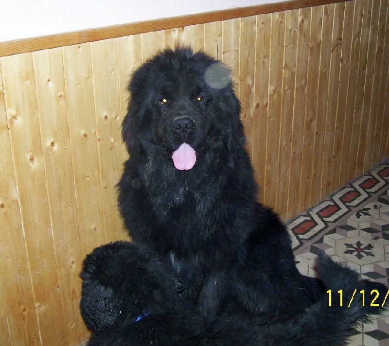 Publication : de la ferme de Terranova Auteur : a.servillat