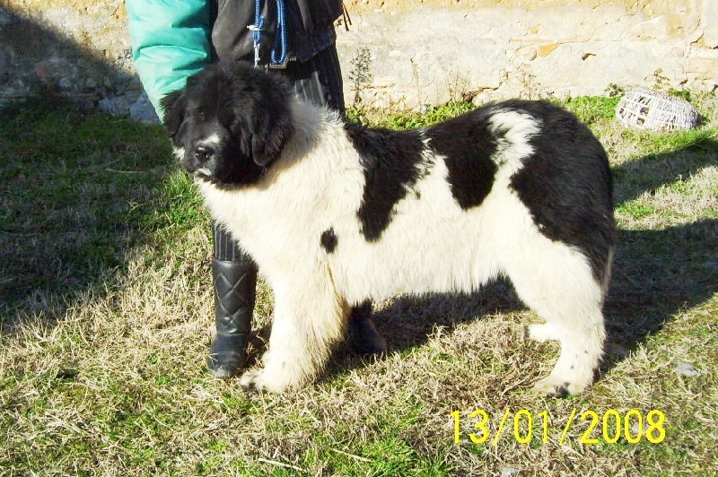 Publication : de la ferme de Terranova Auteur : A . SERVILLAT