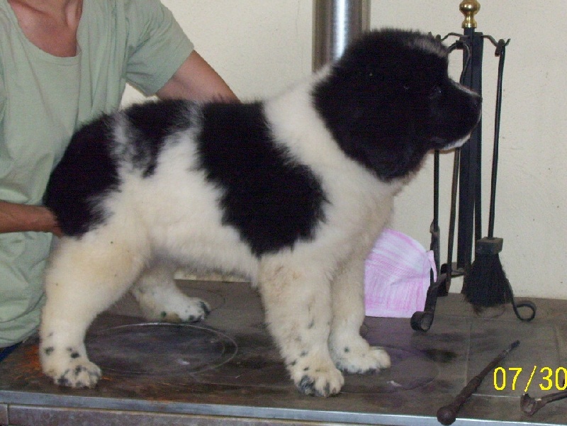 Publication : de la ferme de Terranova Auteur : A . SERVILLAT