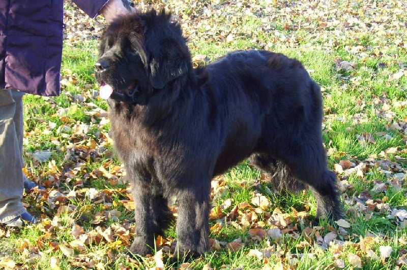 Publication : de la ferme de Terranova Auteur : a servillat