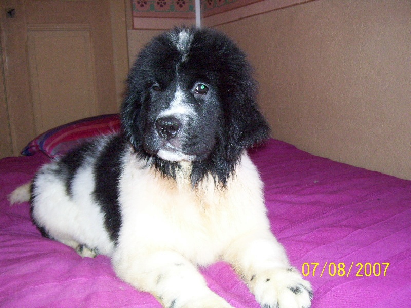 Publication : de la ferme de Terranova Auteur : A . SERVILLAT