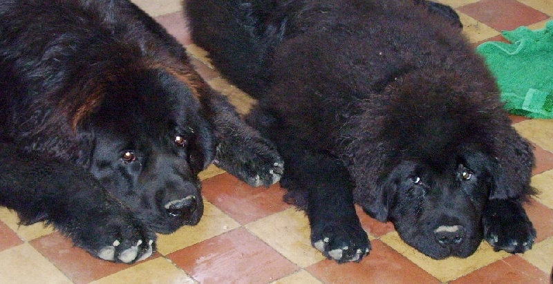 Publication : de la ferme de Terranova Auteur : a.servillat