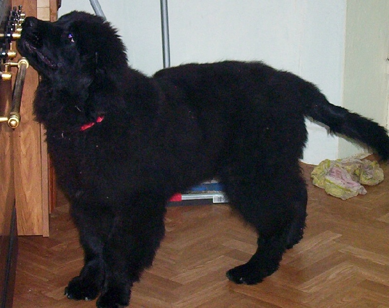 Publication : de la ferme de Terranova Auteur : a servillat