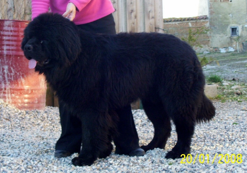 Publication : de la ferme de Terranova Auteur : a.servillat