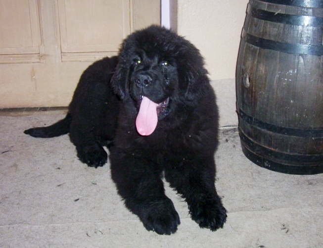 Publication : de la ferme de Terranova Auteur : a.servillat