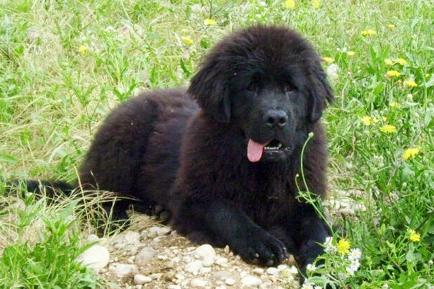 Publication : de la ferme de Terranova Auteur : a.servillat