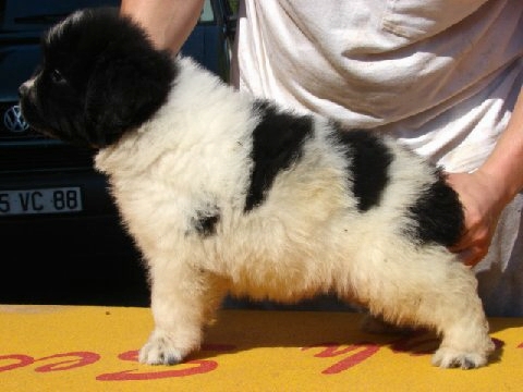 Publication : de la ferme de Terranova Auteur : A . SERVILLAT