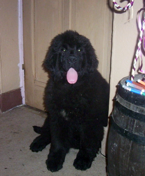 Publication : de la ferme de Terranova Auteur : a.servillat