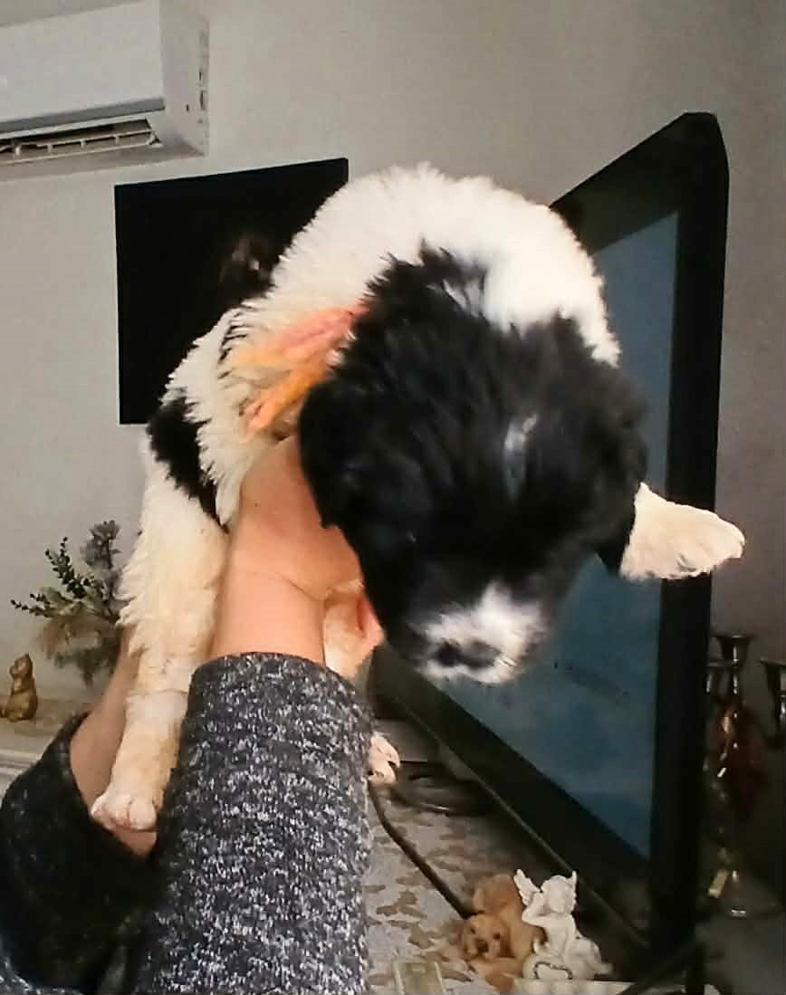 col orange - Terre-neuve