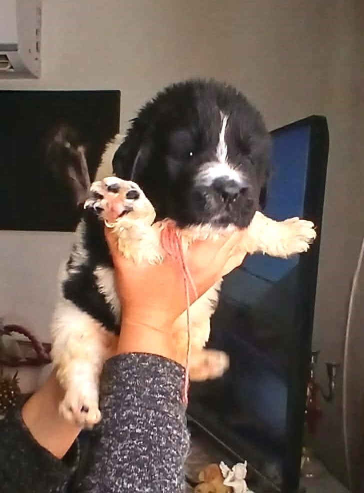 col rose clair - Terre-neuve