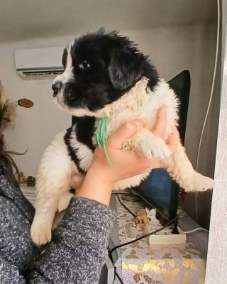 Les chiots de Terre-neuve