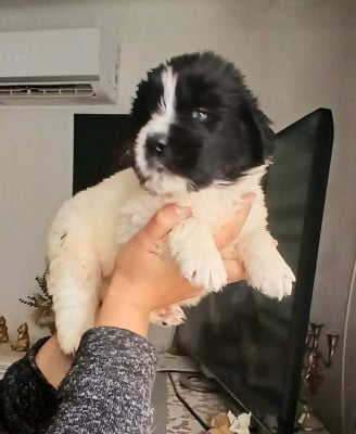 Les chiots de Terre-neuve